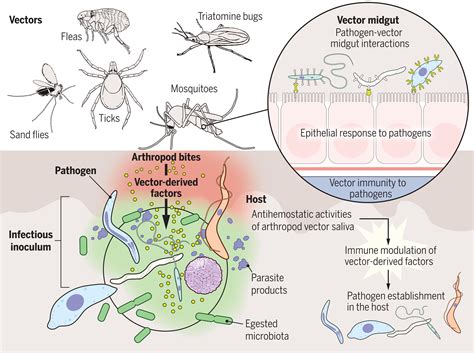 Human Bite: Prevent Disease Transmission