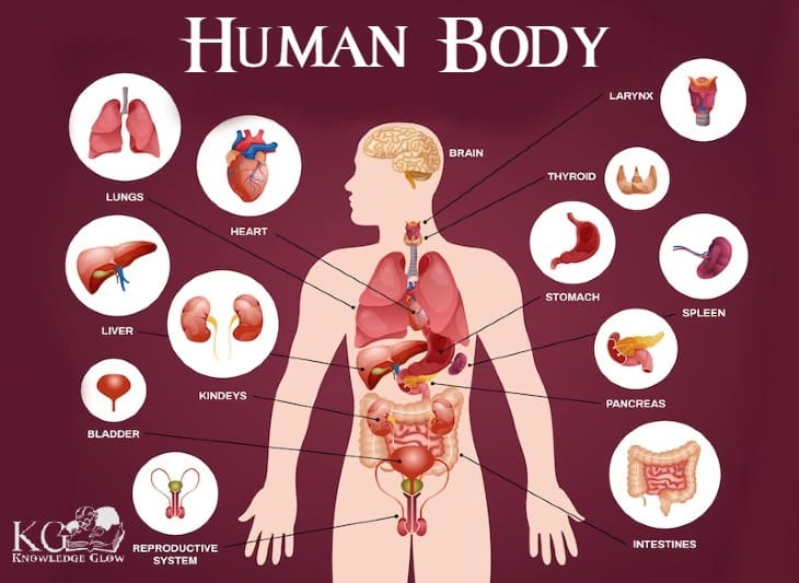 Human Body Temperature 96