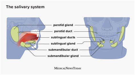 Infection In The Parotid Gland