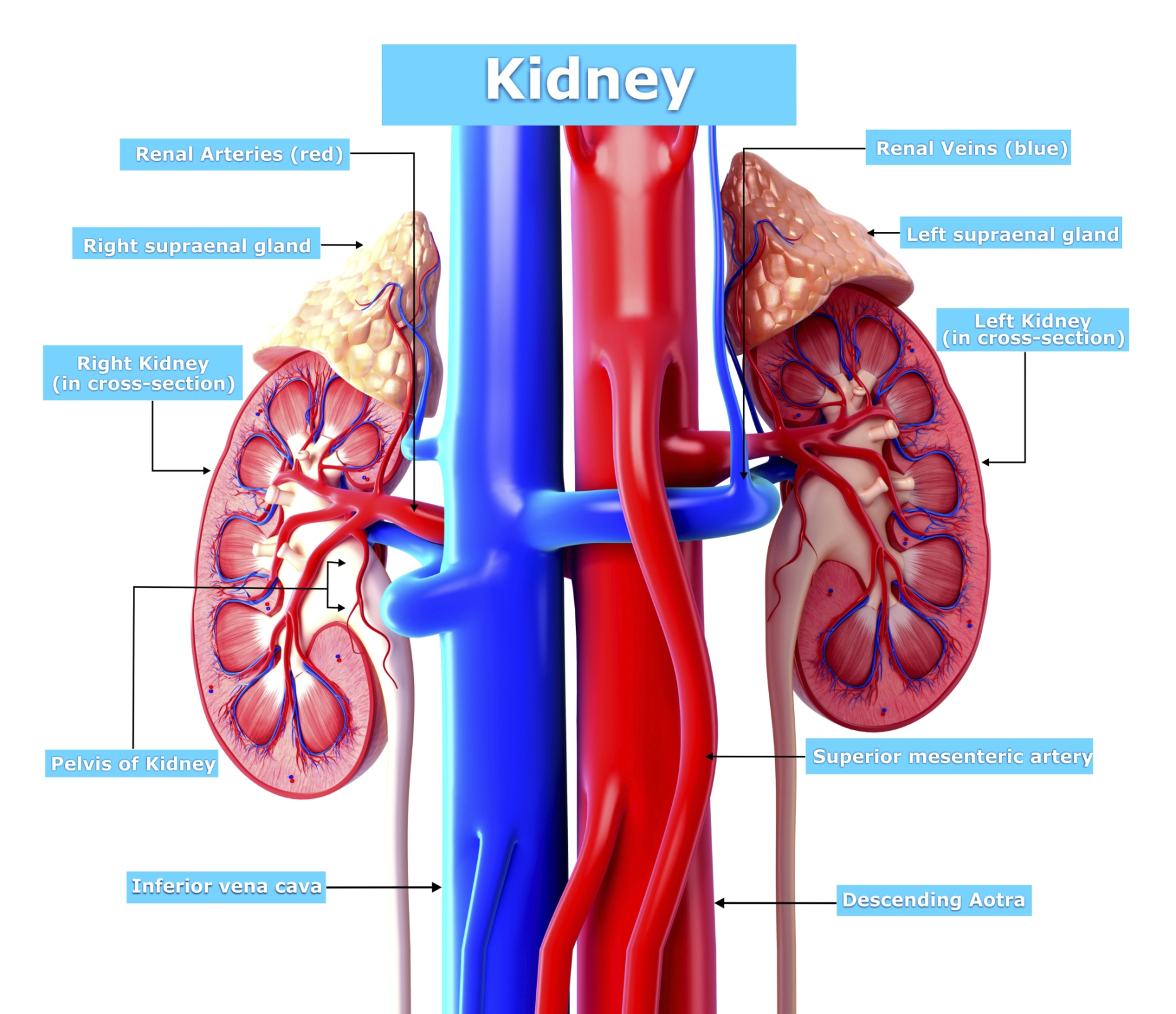 Kidney Removal Surgery