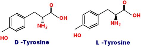 L Tyrosine And