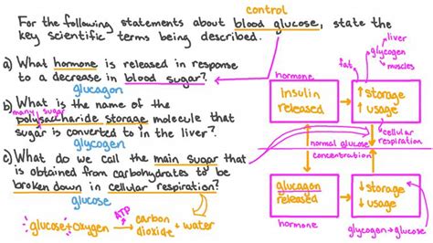 Lesson Explainer Control Of Blood Glucose Nagwa