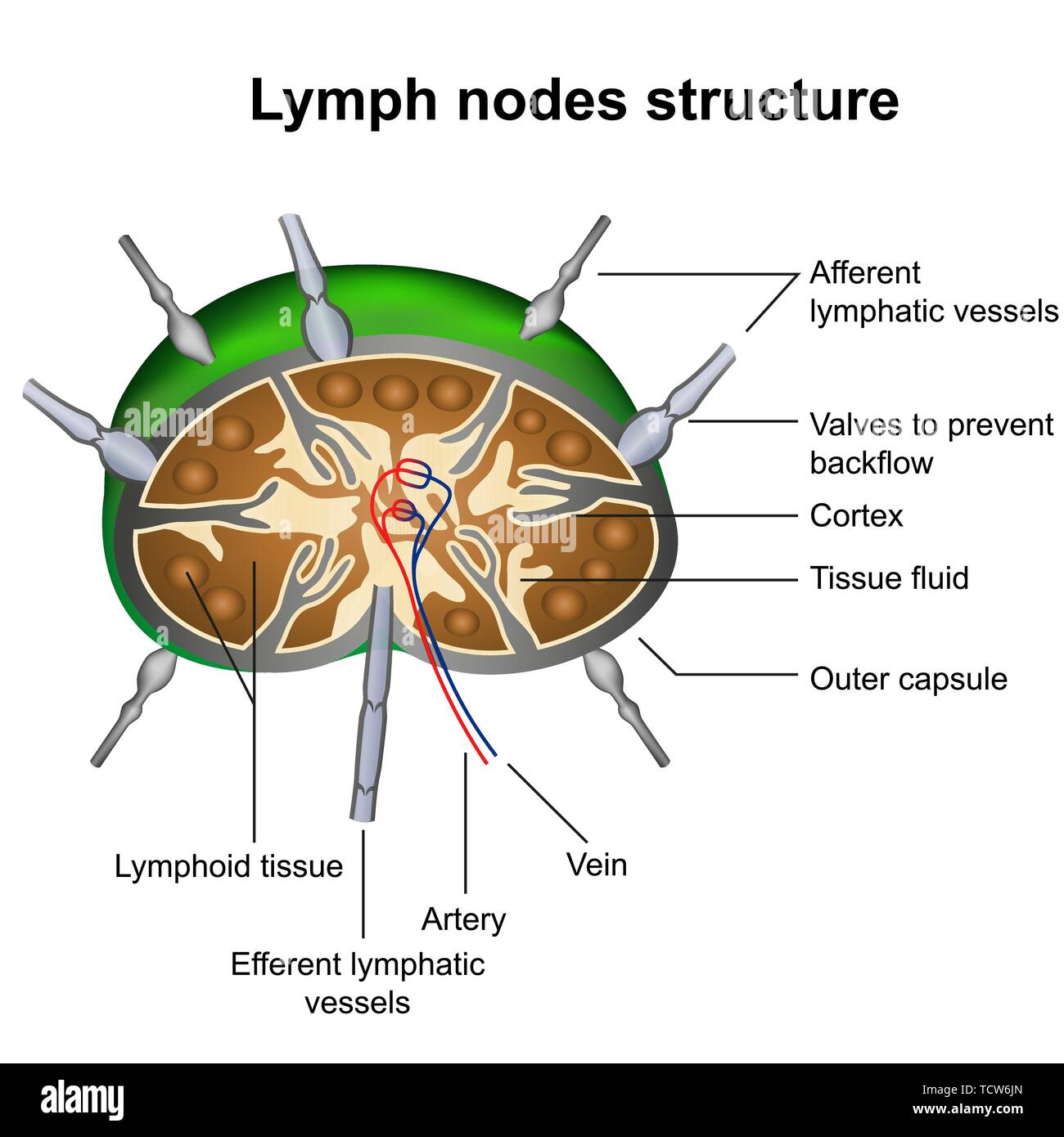 Lymph Glands Swollen: Causes & Cures