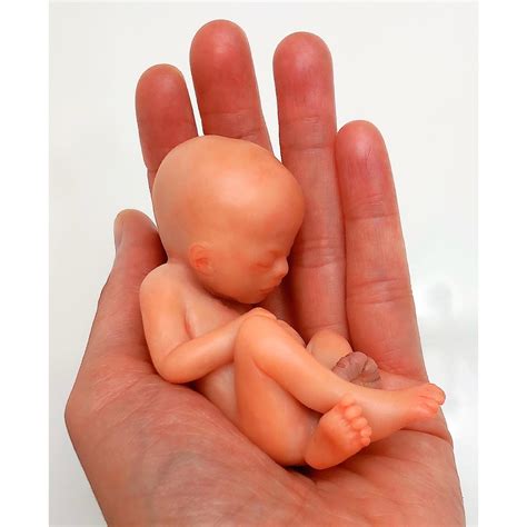 Made To Order 14 Week Gestation Fetus Stage Of Fetal Etsy
