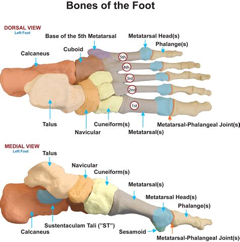 Metatarsal Phalangeal Joint