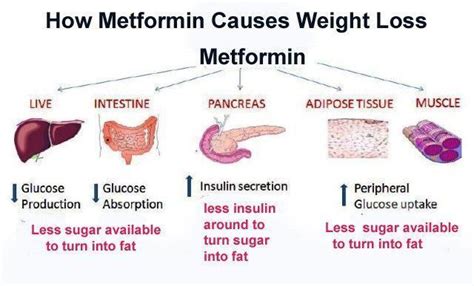 Metformin Uses Explained: Weight Loss And Beyond