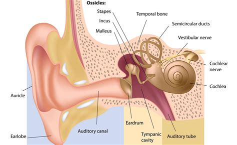 Myringotomy And Ear Tubes Fort Worth Ent Sinus Myringotomy And Ear Tubes Fort Worth Ent Sinus
