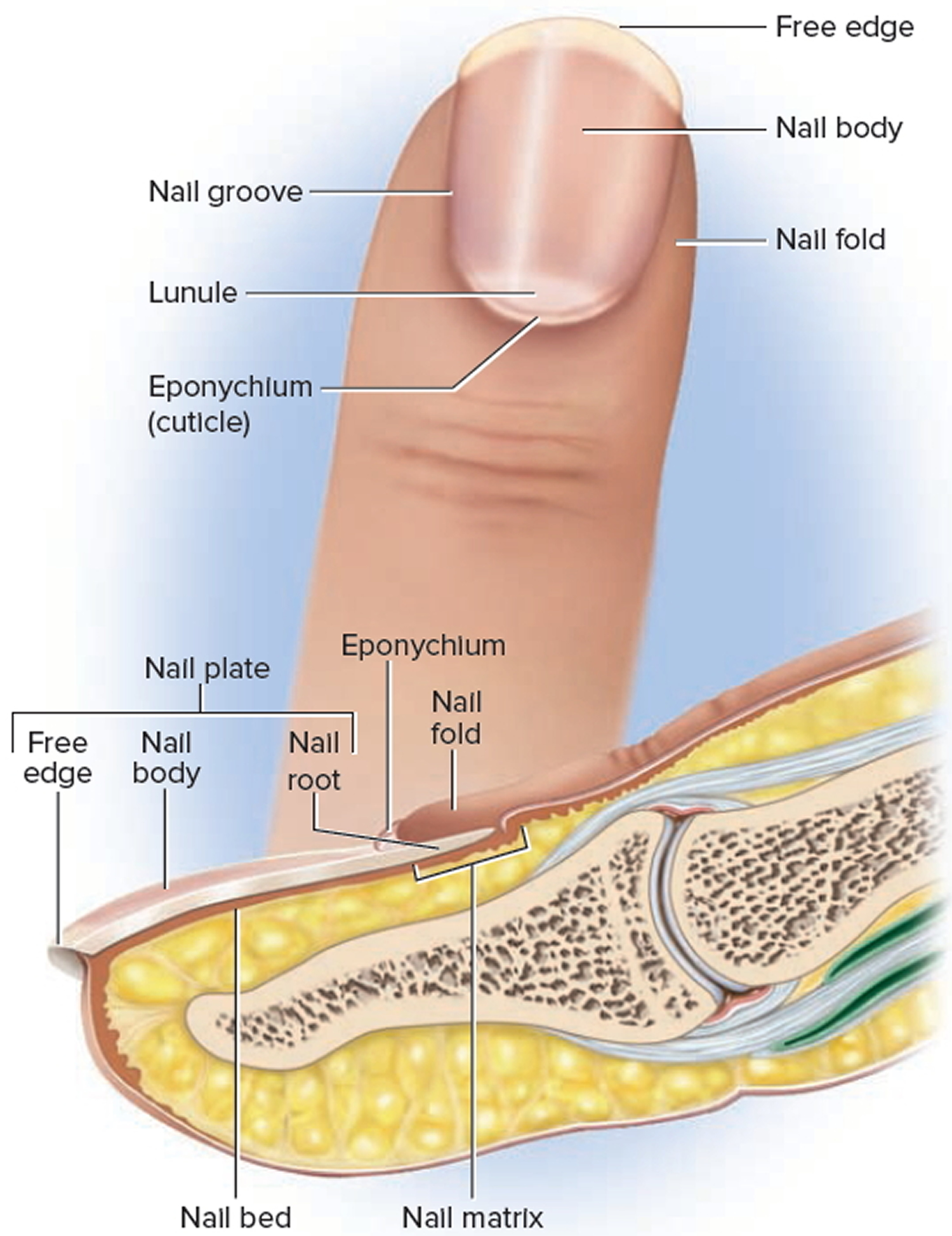 Nail Fell Off
