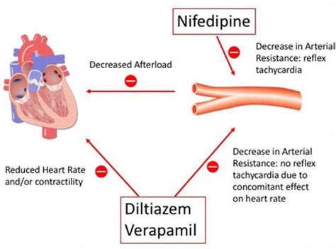 Nifedipine Calcium Channel Blocker Drug Used In Treatment Of Angina