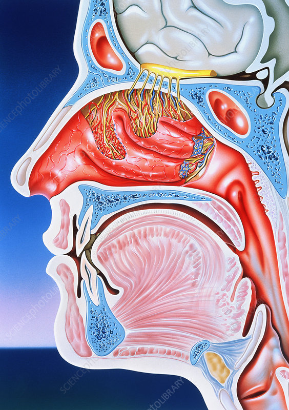 Nose Operation Basics: Understanding Functions