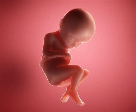 Pregnancy Week 32 Overview
