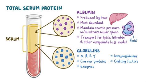 Protein Total Blood Test