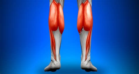 Pulled Calf Muscle