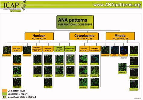 Report On The Second International Consensus On Ana Pattern Icap