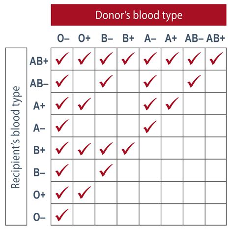 Rhesus Blood Type Guide: Know Your Status
