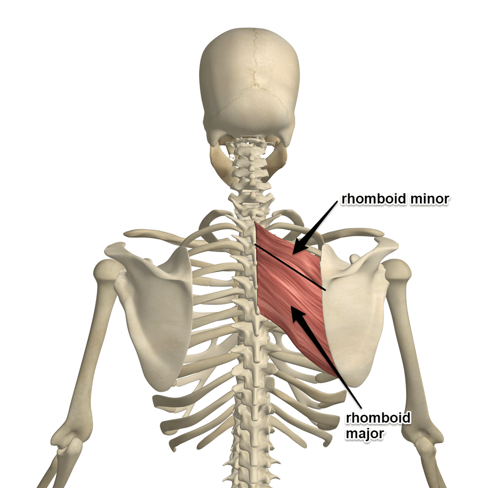 Rhomboid Muscle Workout: Strengthens Posture