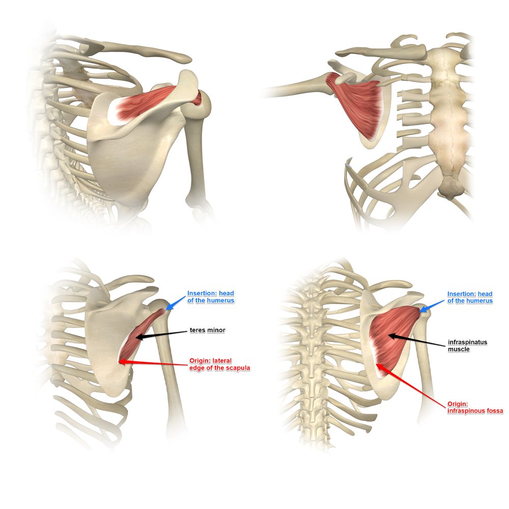 Rotator Cuff Muscles