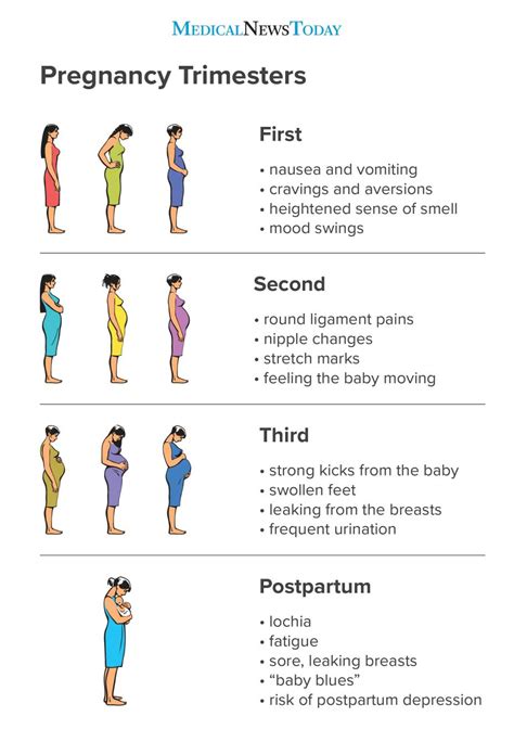 Second Trimester Guide: What To Expect