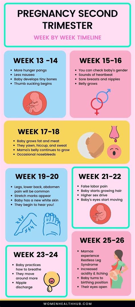 Second Trimester Weeks: Healthy Pregnancy Guide