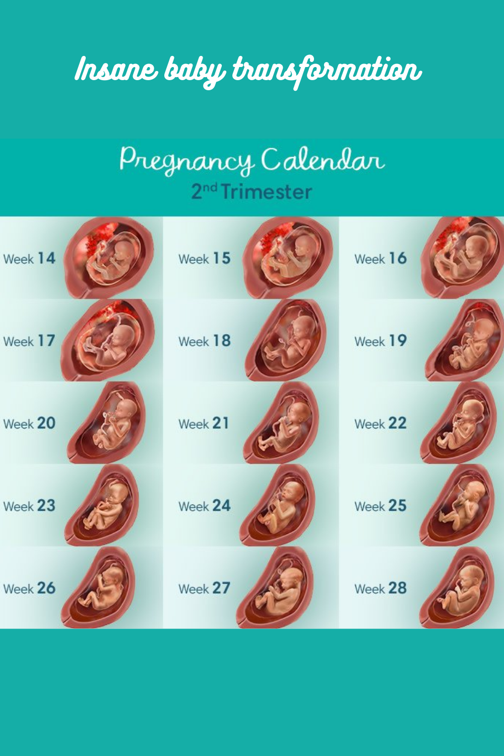 Second Trimester Weeks