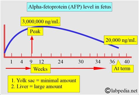Serum Alpha Fetoprotein Levels Explained