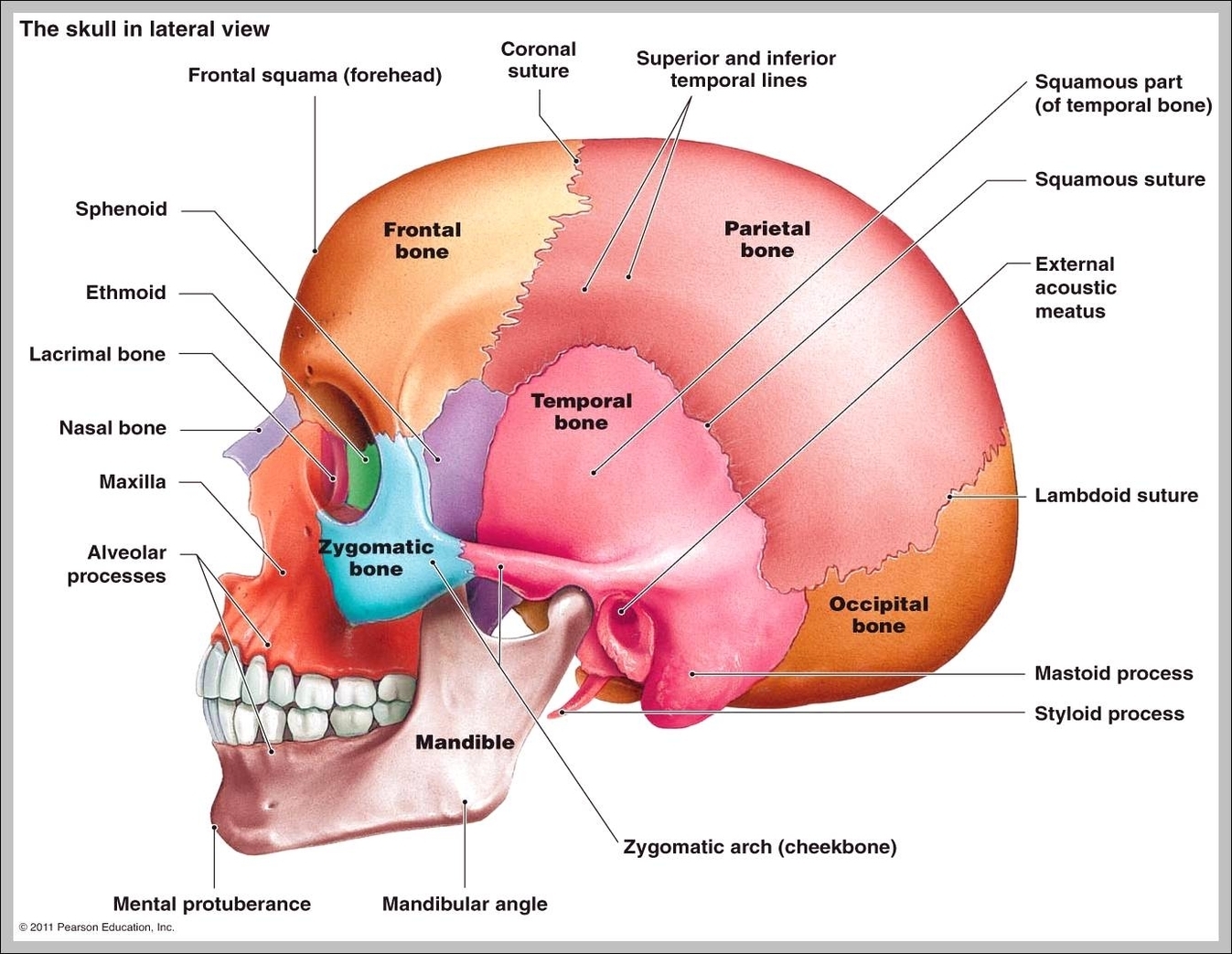 Skull X Ray