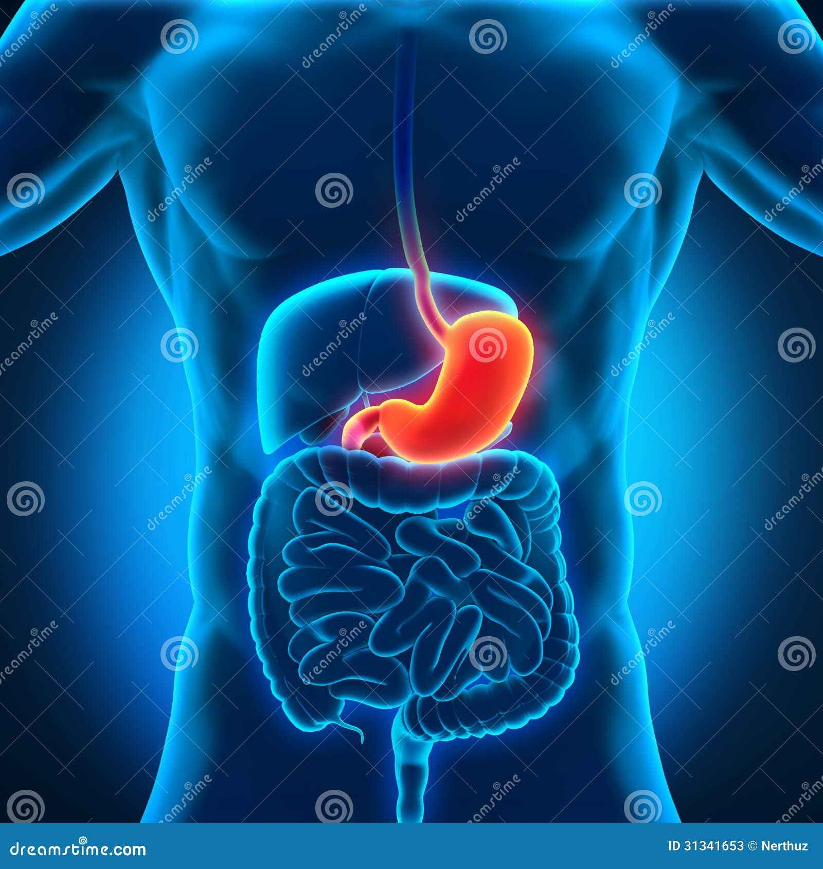 Stomach Paralysis Symptoms