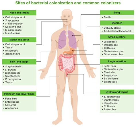 Surgical Site Infections Concise Medical Knowledge