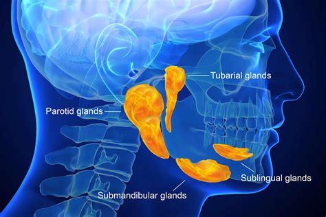 Swollen Glands Below Jaw: Causes & Cures