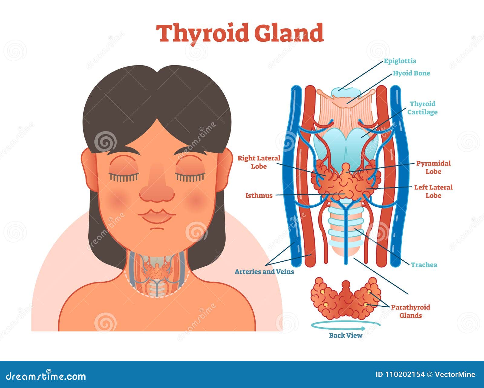 Thyroid Health Guide: Accurate Diagnosis