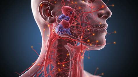 Under Jaw Lymph Nodes