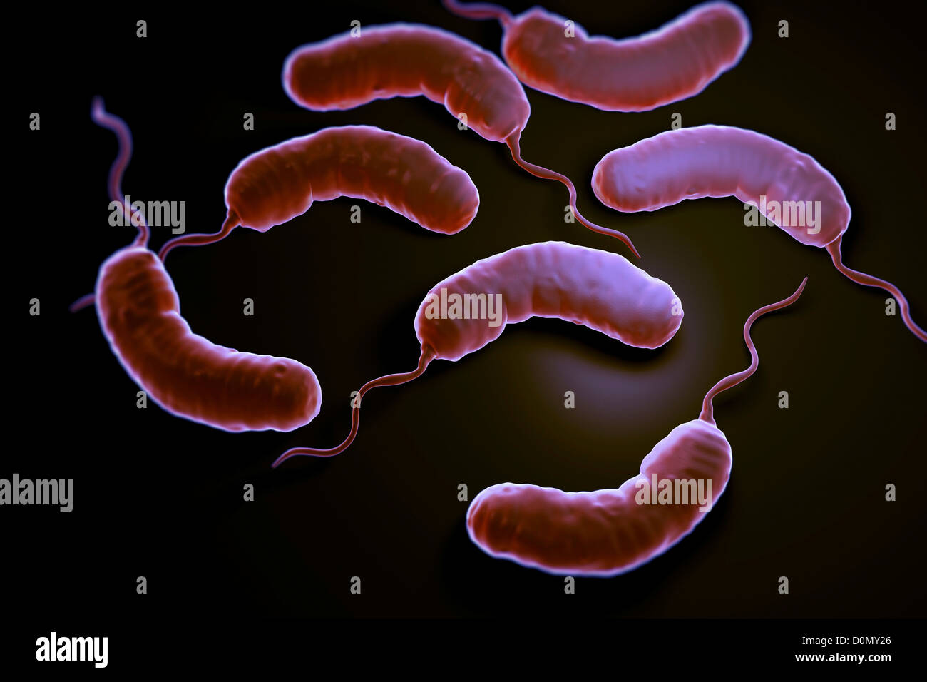 Vibrio Vulnificus: Recognize Symptoms For Prompt Treatment