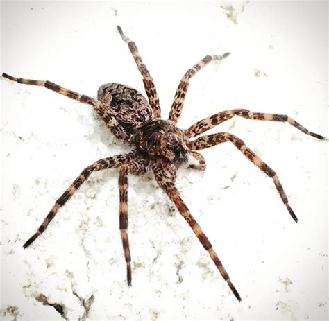 Violin Spider In California