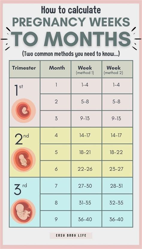 What Are 25 Weeks In Months? Easy Conversion Guide