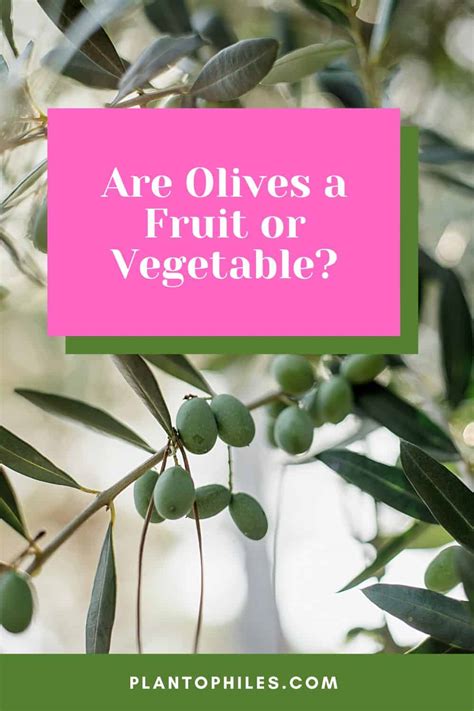 What Are Olives? A Veggie Clarification