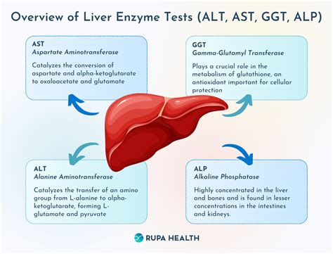 What Causes Bloodwork Alt Low? Fix Your Levels