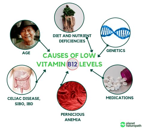 What Causes Increase In Vitamin B12 What Causes Increase In Vitamin B12