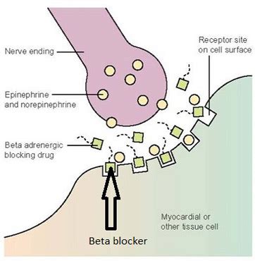 What Is A Beta Blocker
