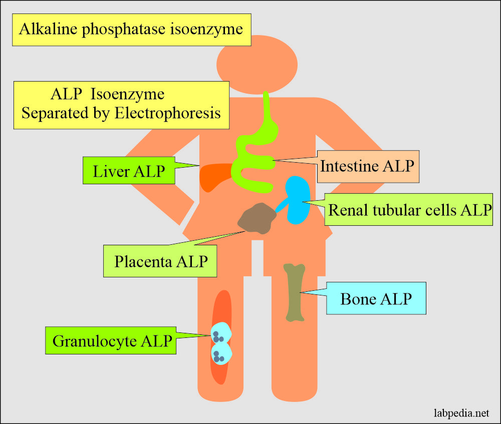 What Raises Alkaline Phosphatase? Lowering Tips