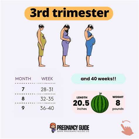 What Week Is Third Trimester