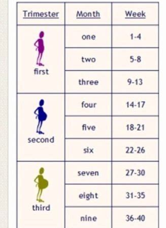 When Does 3Rd Trimester Begin