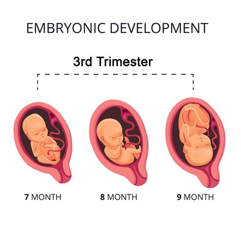 When Does Third Trimester Start