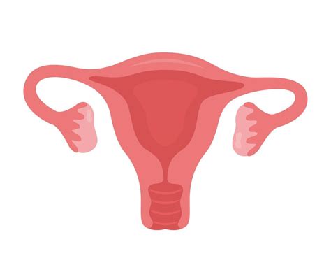 Where Is The Uterus
