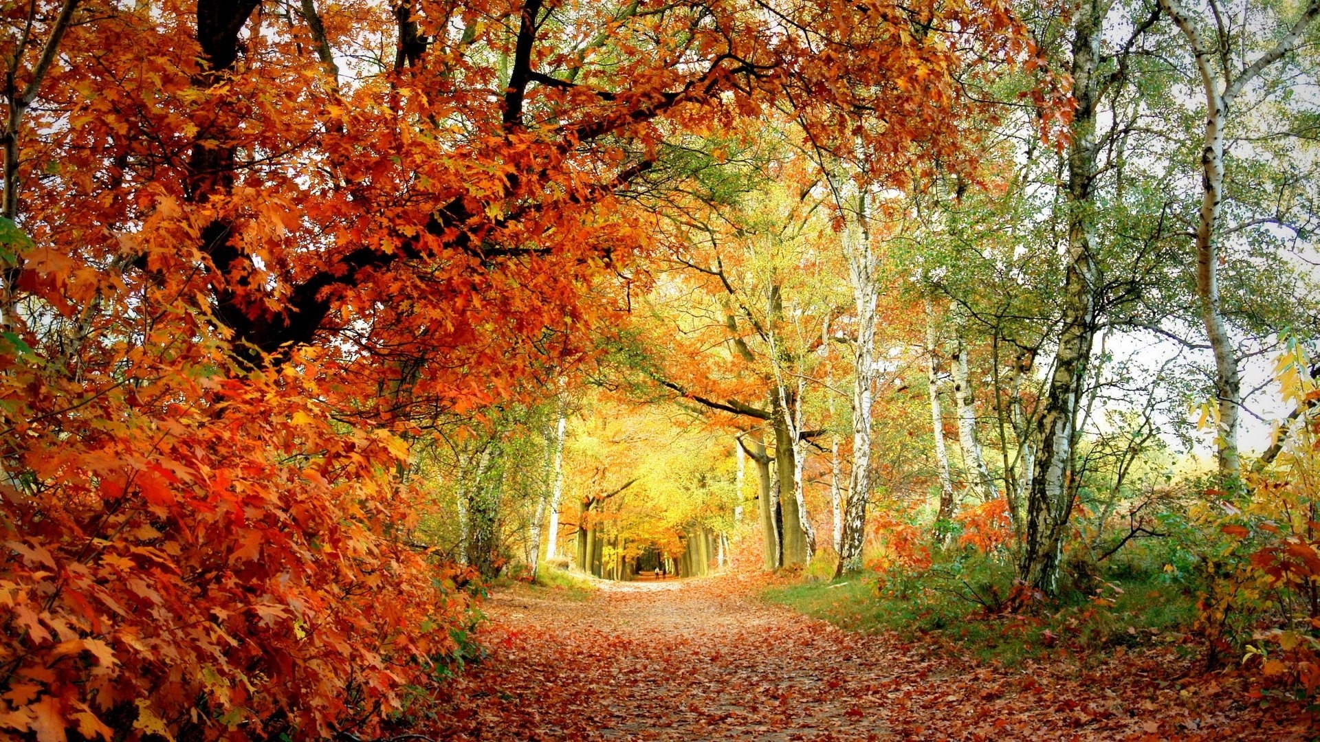 Woodland Direct Solutions: Outdoor Heating Experts