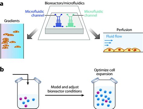 Bioreactors and microfluidics for expanding cells