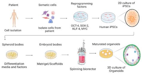 Cell culture for expanding cells