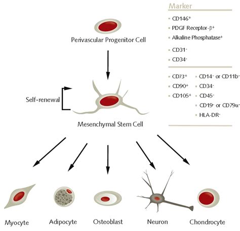 Cell differentiation and expansion