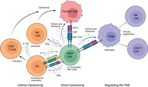 Cell expansion techniques
