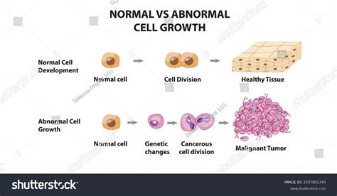 Cell growth and expansion