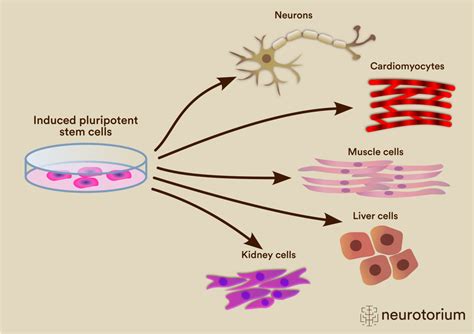 Induced pluripotent stem cells for expanding cells